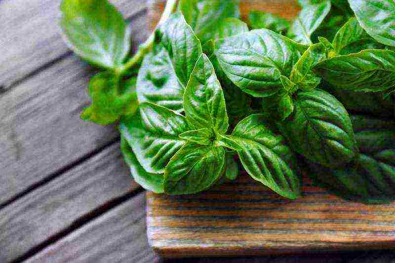is it possible to grow basil at home