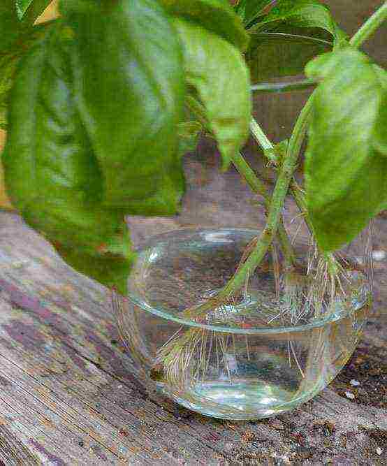 is it possible to grow basil at home