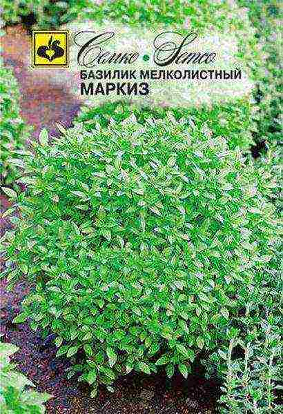 is it possible to grow basil at home