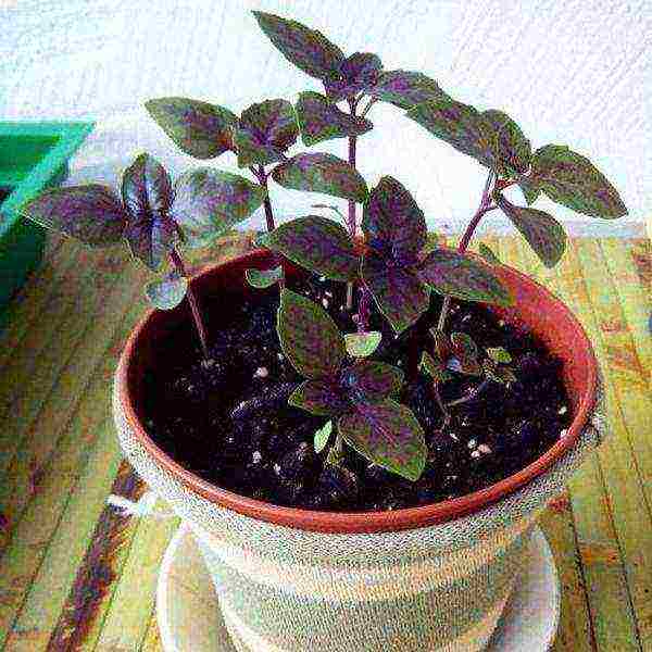 is it possible to grow basil at home