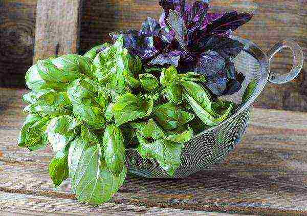 is it possible to grow basil at home