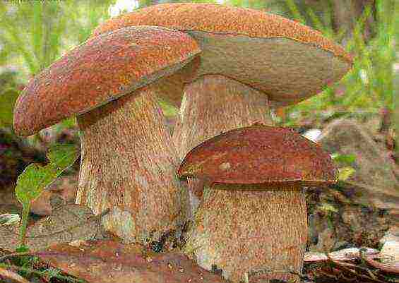 is it possible to grow porcini mushrooms on an industrial scale