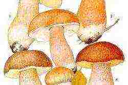 is it possible to grow porcini mushrooms on an industrial scale