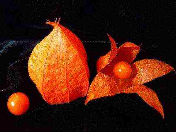 is it possible to grow physalis at home