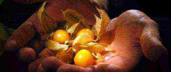 is it possible to grow physalis at home