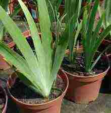 is it possible to grow irises at home