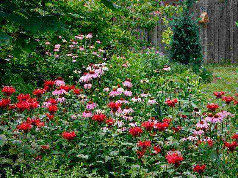 is it possible to grow a monarda at home