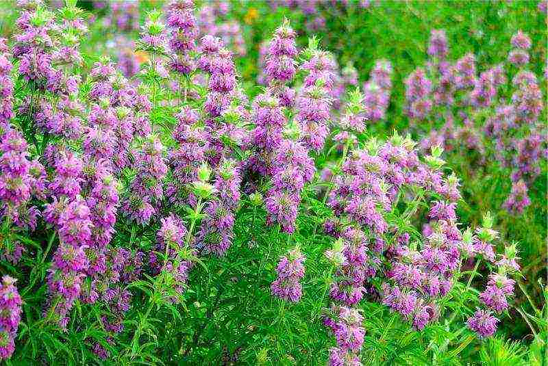 is it possible to grow a monarda at home