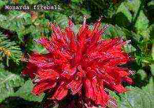 is it possible to grow a monarda at home