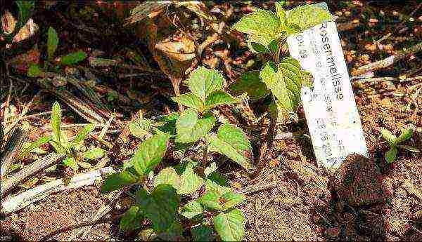 is it possible to grow a monarda at home