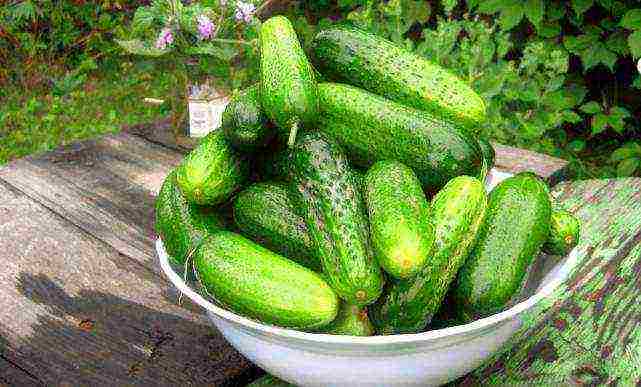 is it possible to grow cucumbers in one place for several years