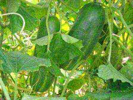 is it possible to grow cucumbers in one place for several years