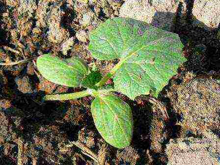 is it possible to grow cucumbers in one place for several years