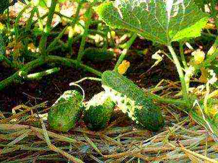 is it possible to grow cucumbers in one place for several years