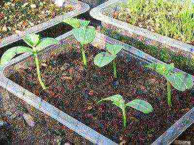 is it possible to grow cucumbers in one place for several years