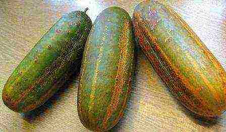 is it possible to grow cucumbers in one place for several years