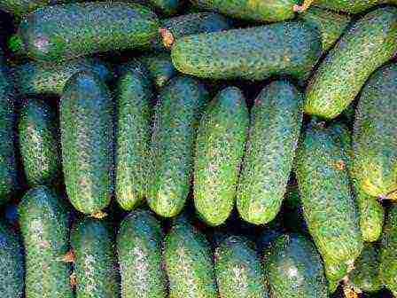 is it possible to grow cucumbers in one place for several years