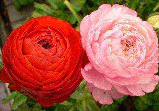 is it possible to grow ranunculus as a houseplant