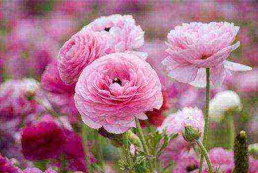 is it possible to grow ranunculus as a houseplant