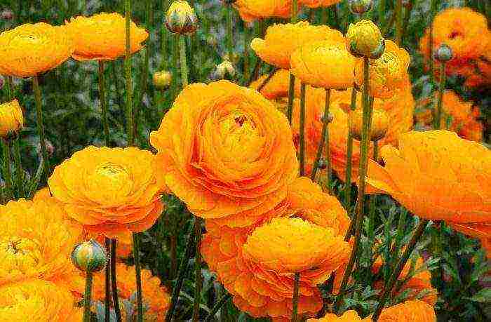 is it possible to grow ranunculus as a houseplant