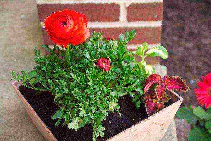 posible bang palaguin ang ranunculus bilang isang houseplant