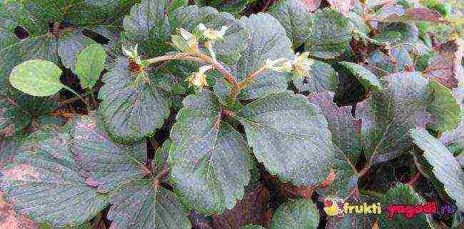 is it possible to grow different varieties of strawberries in the same garden