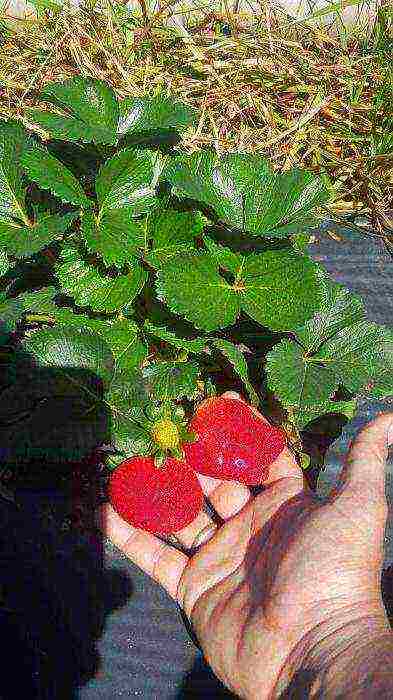 is it possible to grow different varieties of strawberries in the same garden