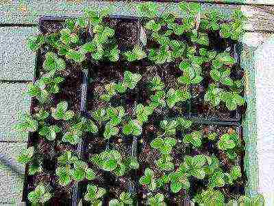 is it possible to grow different varieties of strawberries in the same garden