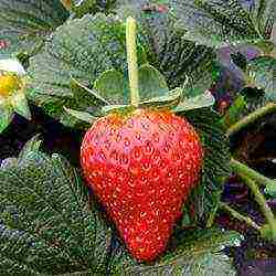 is it possible to grow different varieties of strawberries in the same garden