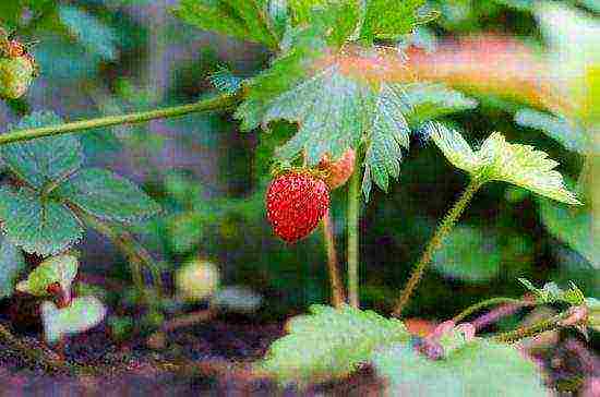 is it possible to grow different varieties of strawberries in the same garden