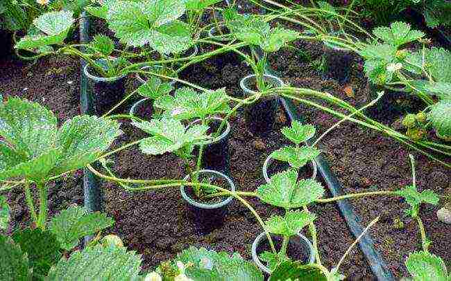 is it possible to grow different varieties of strawberries in the same garden