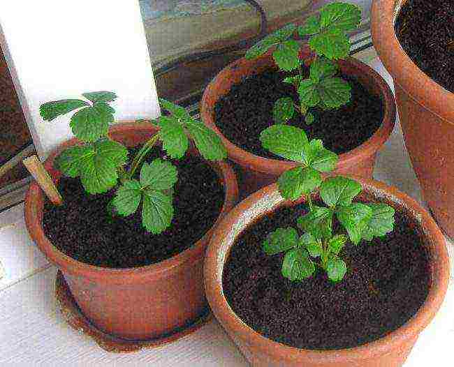 is it possible to grow remontant strawberries on the windowsill
