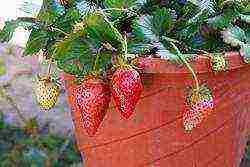 is it possible to grow remontant strawberries on the windowsill