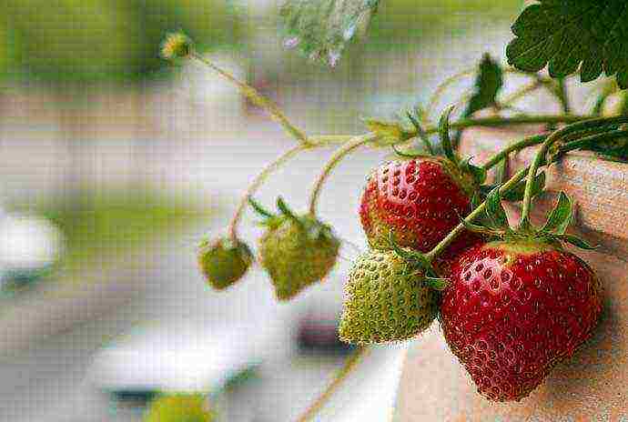 is it possible to grow remontant strawberries on the windowsill