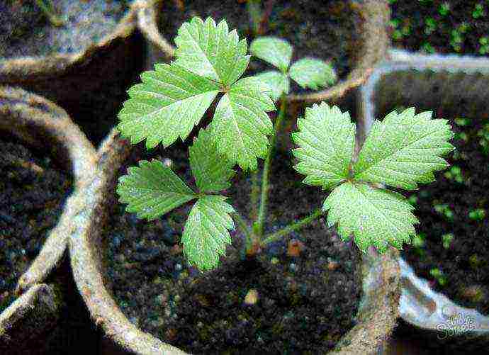 is it possible to grow remontant strawberries on the windowsill