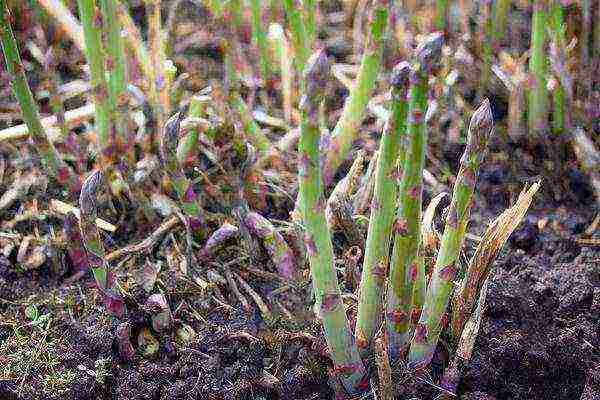 is it possible to grow asparagus at home