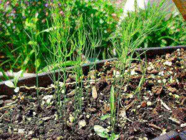 is it possible to grow asparagus at home