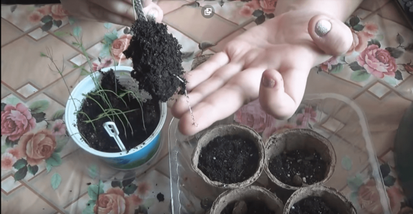 is it possible to grow asparagus at home