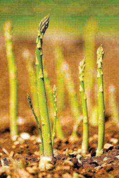 is it possible to grow asparagus at home