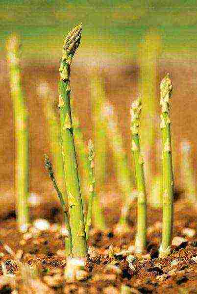 posible bang palaguin ang asparagus sa bahay