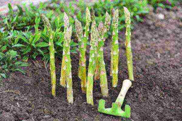 is it possible to grow asparagus at home