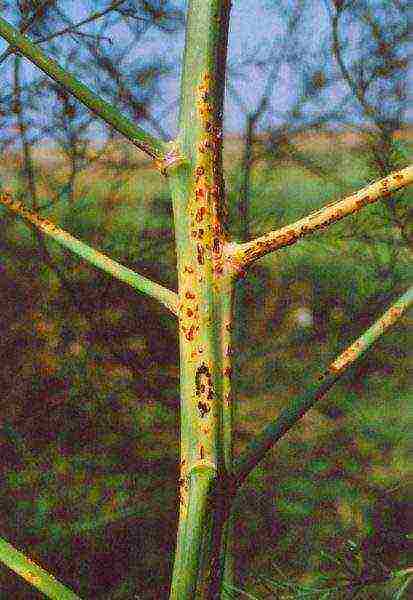 posible bang palaguin ang asparagus sa bahay