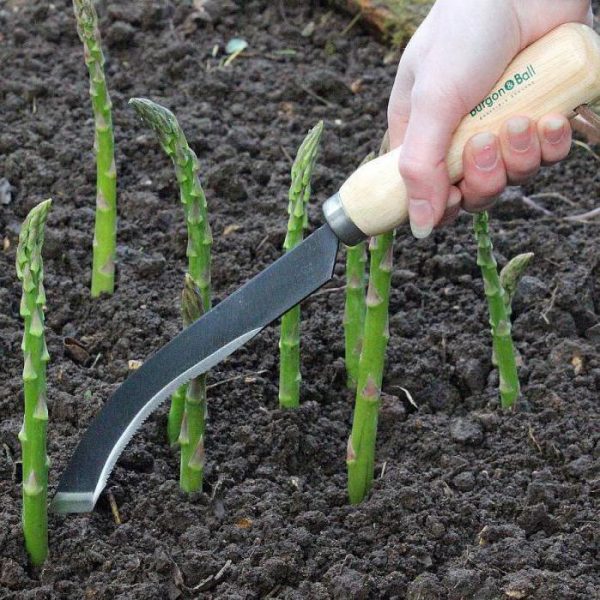 is it possible to grow asparagus at home