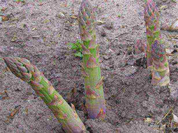 posible bang palaguin ang asparagus sa bahay