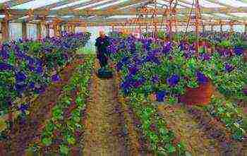 is it possible to grow beets in a greenhouse along with cucumbers