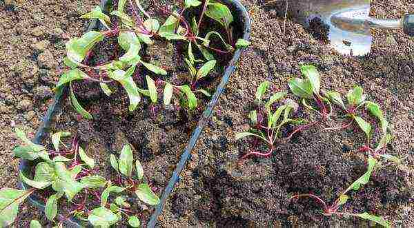 is it possible to grow beets in a greenhouse along with cucumbers