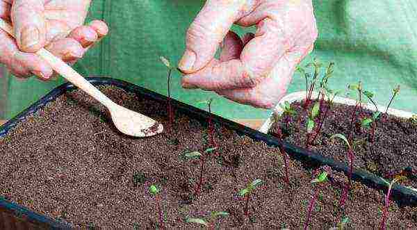 is it possible to grow beets in a greenhouse along with cucumbers