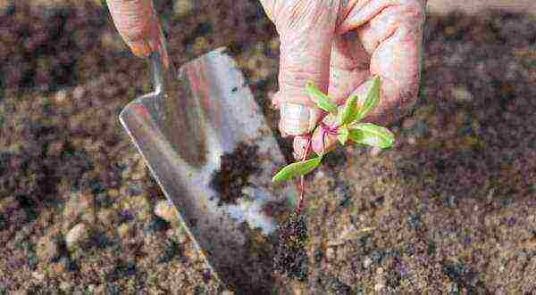 posible bang palaguin ang mga beet sa isang greenhouse kasama ang mga pipino