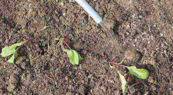 is it possible to grow beets in a greenhouse along with cucumbers