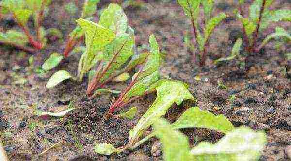 posible bang palaguin ang mga beet sa isang greenhouse kasama ang mga pipino